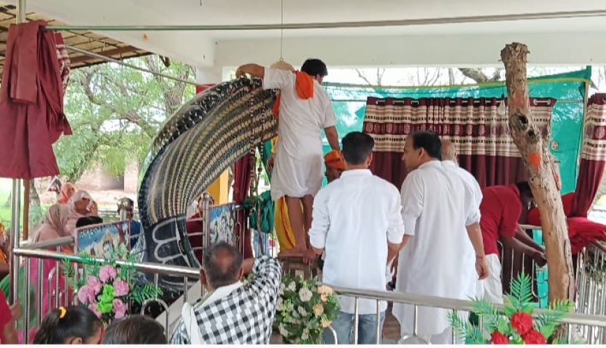 श्री काला बावजी देव स्थल पर नागपंचमी महोत्सव प्रकृति की सेवा के साथ श्रद्धा   पूर्वक मनाया, उमड़ी श्रद्धालुओं की भीड़